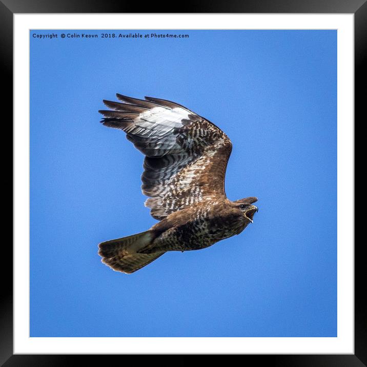 Buzzard Framed Mounted Print by Colin Keown