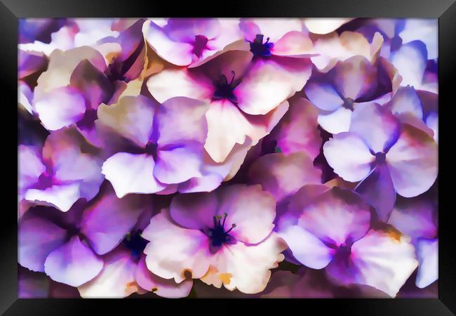 Impressions Of A Hydrangea Framed Print by Steve Purnell