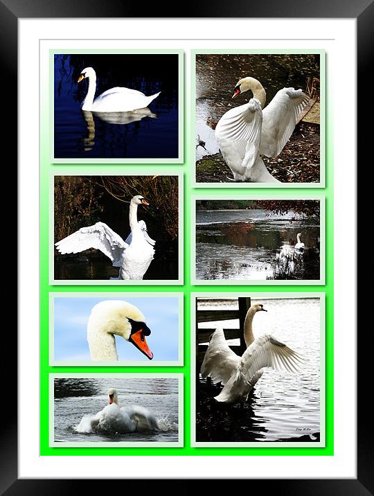 Collage of swans Framed Mounted Print by Doug McRae