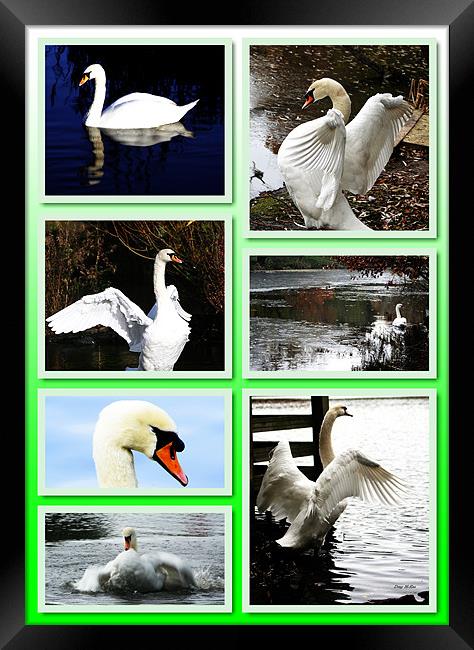 Collage of swans Framed Print by Doug McRae