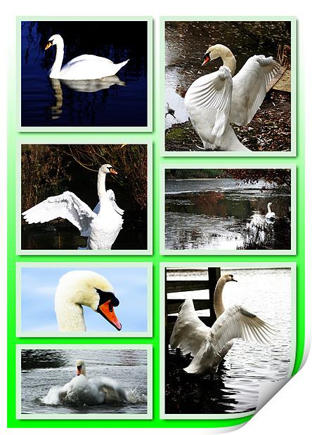 Collage of swans Print by Doug McRae