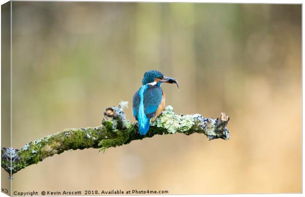Kingfisher with fish Canvas Print by Kevin Arscott
