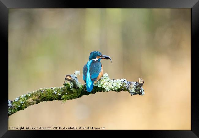 Kingfisher with fish Framed Print by Kevin Arscott