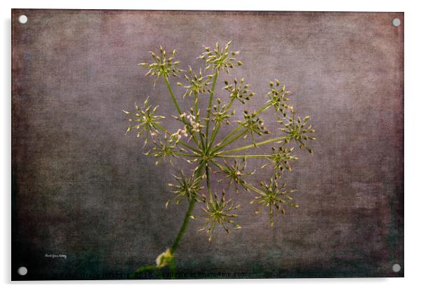 Starry Flower Acrylic by Randi Grace Nilsberg