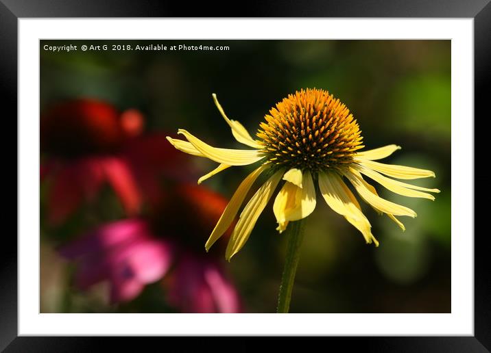 Yellow Echinacea Framed Mounted Print by Art G
