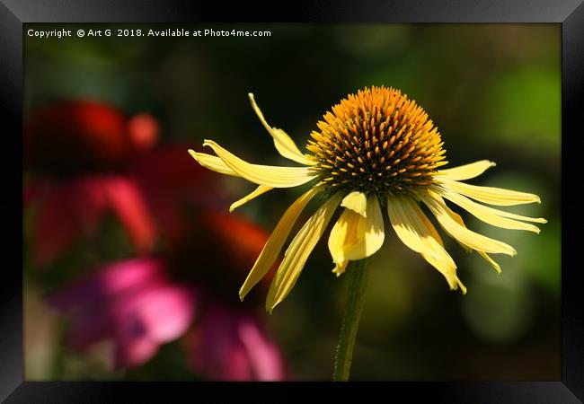 Yellow Echinacea Framed Print by Art G