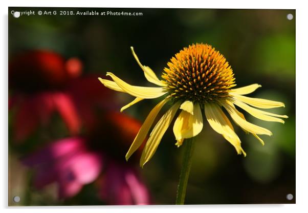 Yellow Echinacea Acrylic by Art G