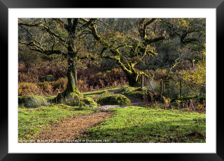 Moss covered trees on Dartmoor Framed Mounted Print by Jean Fry