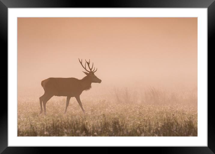 Deer at Dawn Framed Mounted Print by Roz Greening