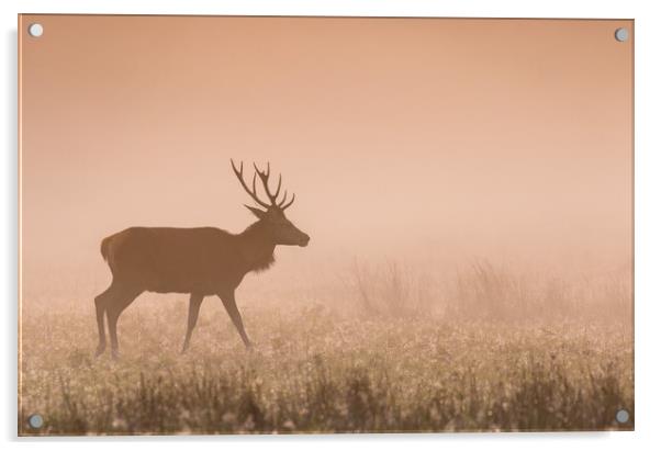 Deer at Dawn Acrylic by Roz Greening