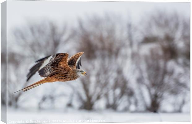Red Kite in the winters grasp Canvas Print by Sorcha Lewis