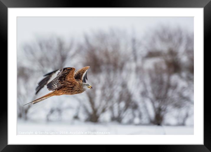 Red Kite in the winters grasp Framed Mounted Print by Sorcha Lewis