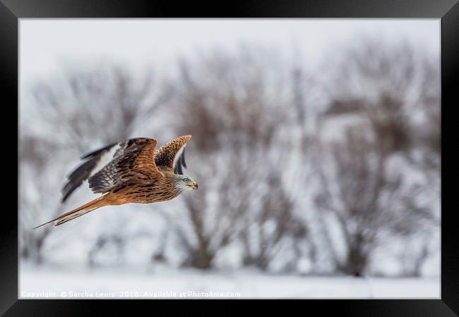 Red Kite in the winters grasp Framed Print by Sorcha Lewis