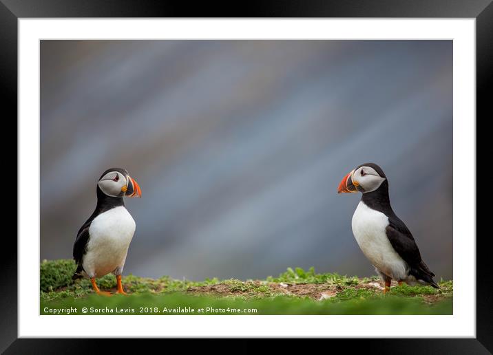 Puffin bookends Framed Mounted Print by Sorcha Lewis