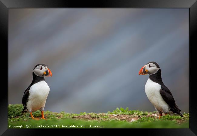 Puffin bookends Framed Print by Sorcha Lewis