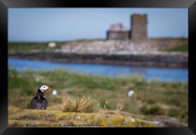 Puffin on Staple Island Framed Print by Andy McGarry