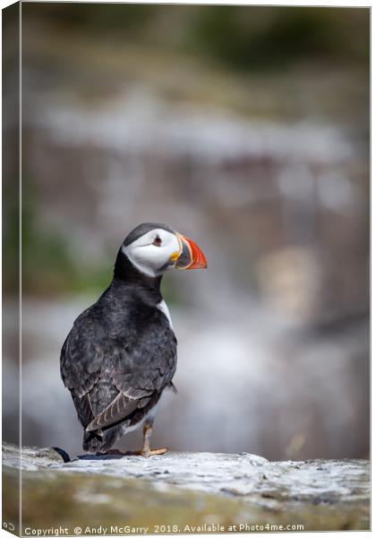 Puffin Portrait Canvas Print by Andy McGarry