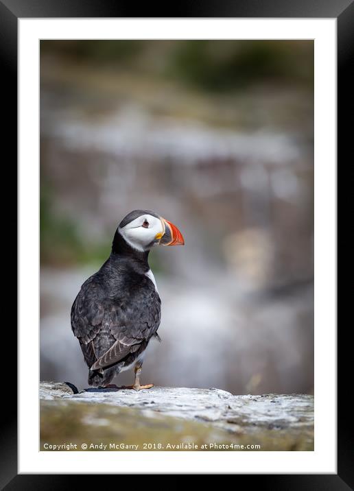 Puffin Portrait Framed Mounted Print by Andy McGarry