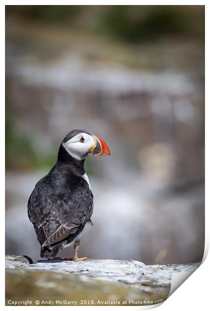 Puffin Portrait Print by Andy McGarry