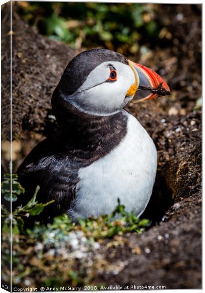 Puffin on the nest Canvas Print by Andy McGarry