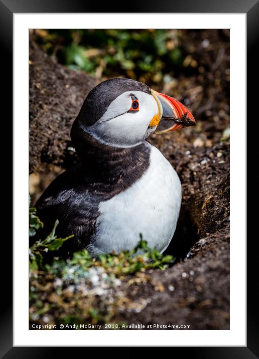 Puffin on the nest Framed Mounted Print by Andy McGarry