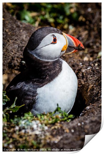 Puffin on the nest Print by Andy McGarry