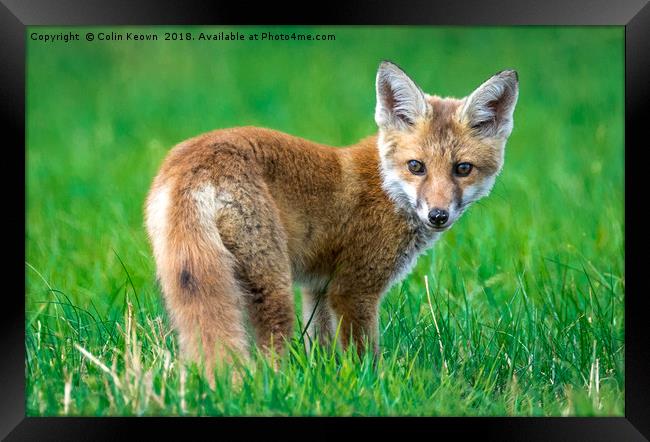 Startled Fox Framed Print by Colin Keown
