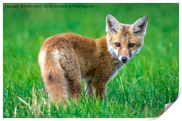 Startled Fox Print by Colin Keown