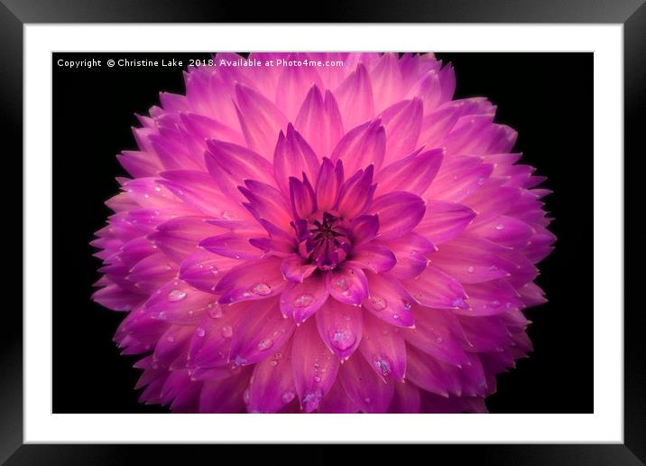 Frilly In Pink Framed Mounted Print by Christine Lake