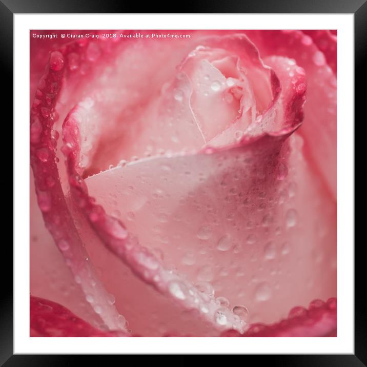 The Rose  Framed Mounted Print by Ciaran Craig
