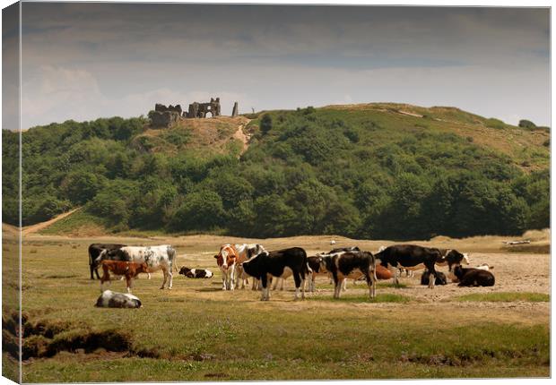 Cows grazing under Pennard Castle Canvas Print by Leighton Collins