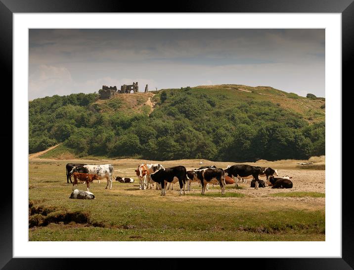 Cows grazing under Pennard Castle Framed Mounted Print by Leighton Collins