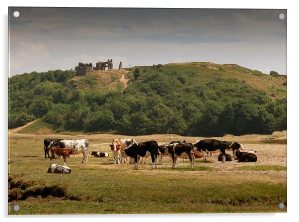 Cows grazing under Pennard Castle Acrylic by Leighton Collins