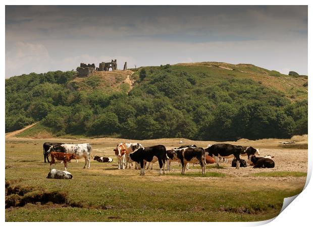 Cows grazing under Pennard Castle Print by Leighton Collins