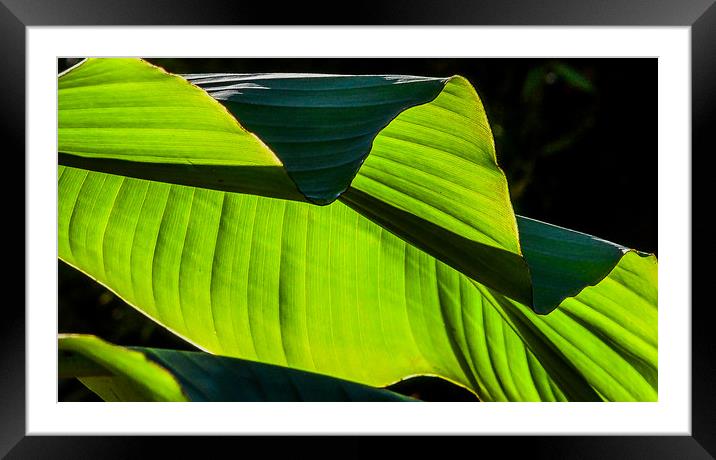 Banana Plant leaf detail Framed Mounted Print by Mike Lanning