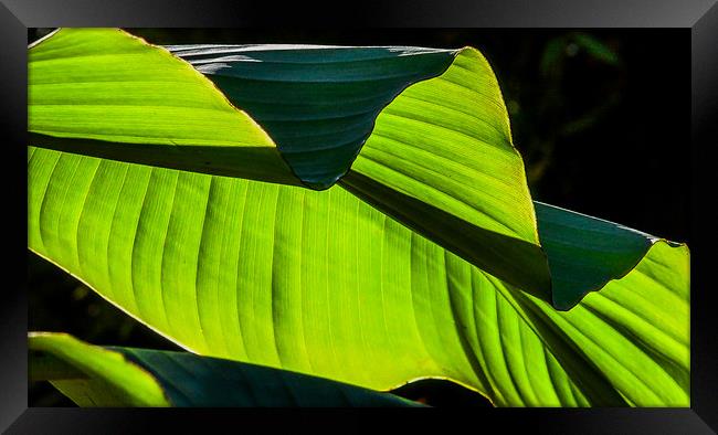 Banana Plant leaf detail Framed Print by Mike Lanning