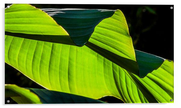 Banana Plant leaf detail Acrylic by Mike Lanning