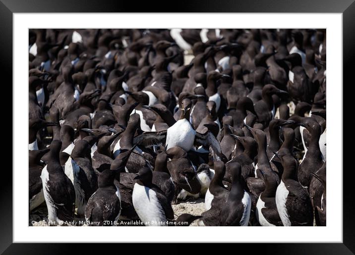 Staple Islands Guillemots Framed Mounted Print by Andy McGarry