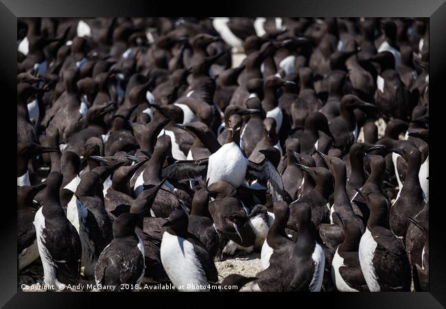 Staple Islands Guillemots Framed Print by Andy McGarry