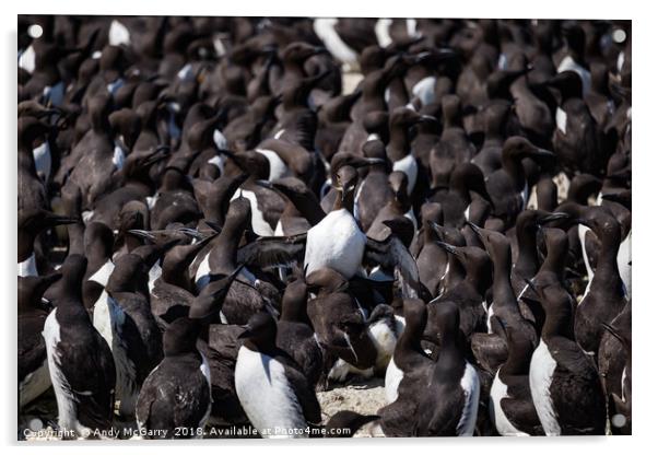 Staple Islands Guillemots Acrylic by Andy McGarry