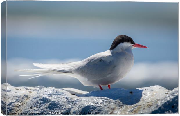Arctic Tern close up Canvas Print by Andy McGarry