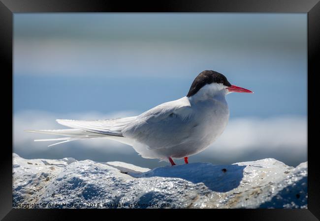 Arctic Tern close up Framed Print by Andy McGarry