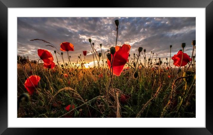 Poppies at sunset Framed Mounted Print by Gary Pearson