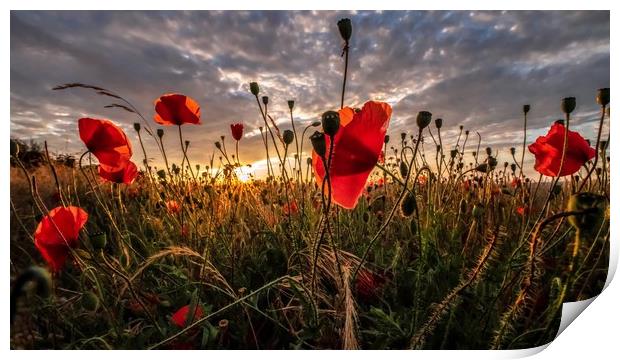 Poppies at sunset Print by Gary Pearson