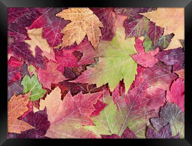 Autumn rustic colorful maple leaves background  Framed Print by Thomas Baker