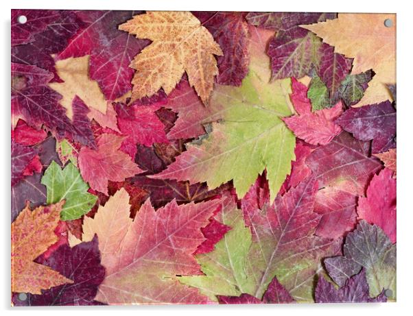 Autumn rustic colorful maple leaves background  Acrylic by Thomas Baker