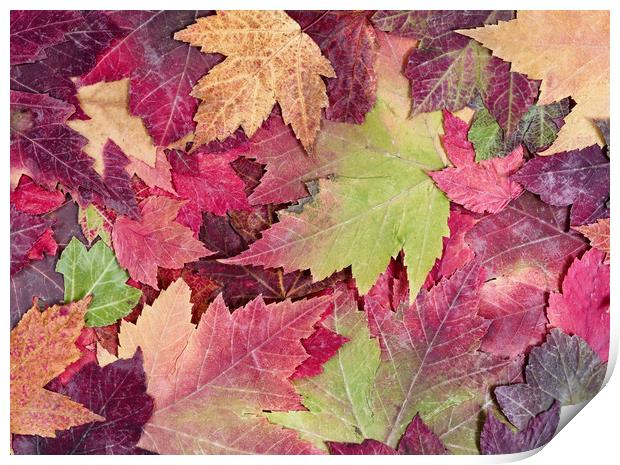 Autumn rustic colorful maple leaves background  Print by Thomas Baker