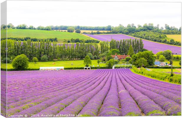 Lavender Loveliness in Kent Canvas Print by Zahra Majid