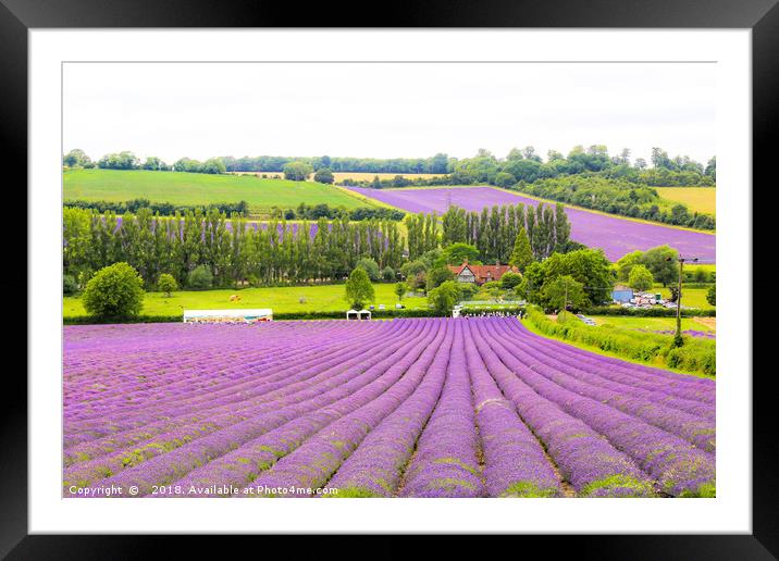 Lavender Loveliness in Kent Framed Mounted Print by Zahra Majid