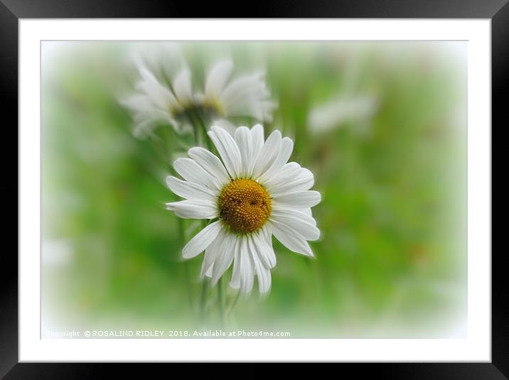 "Daisy Time" Framed Mounted Print by ROS RIDLEY